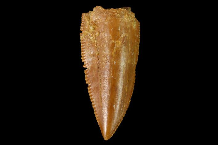 Serrated, Raptor Tooth - Real Dinosaur Tooth #149083